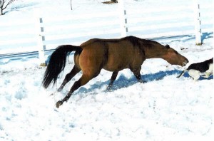 Obrazek